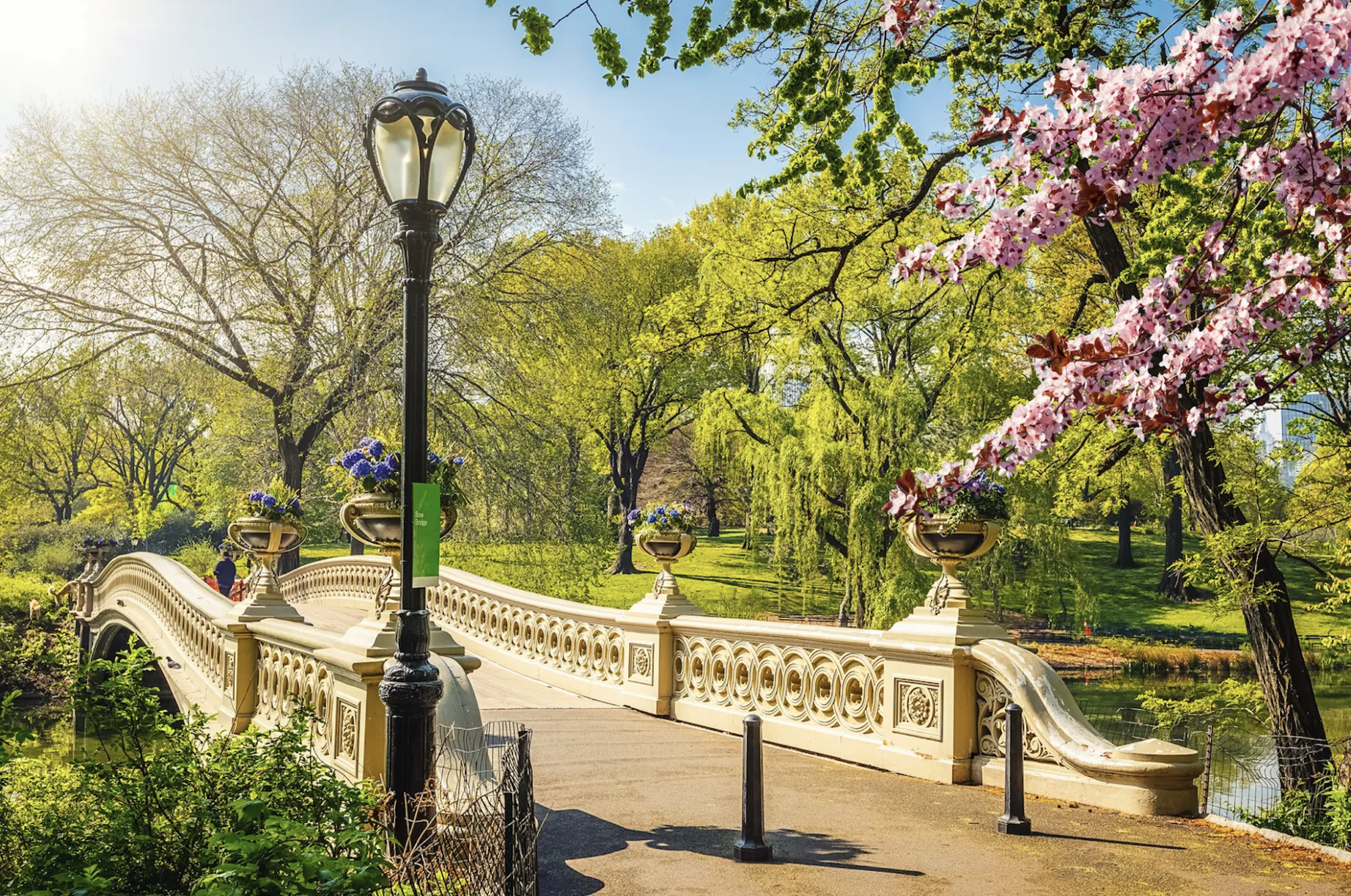 Bridge at Central Park surrounded by trees and foliage